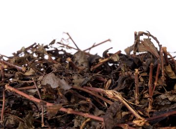 Светлая Габа с черенками, лето 2023, Moychay Georgia